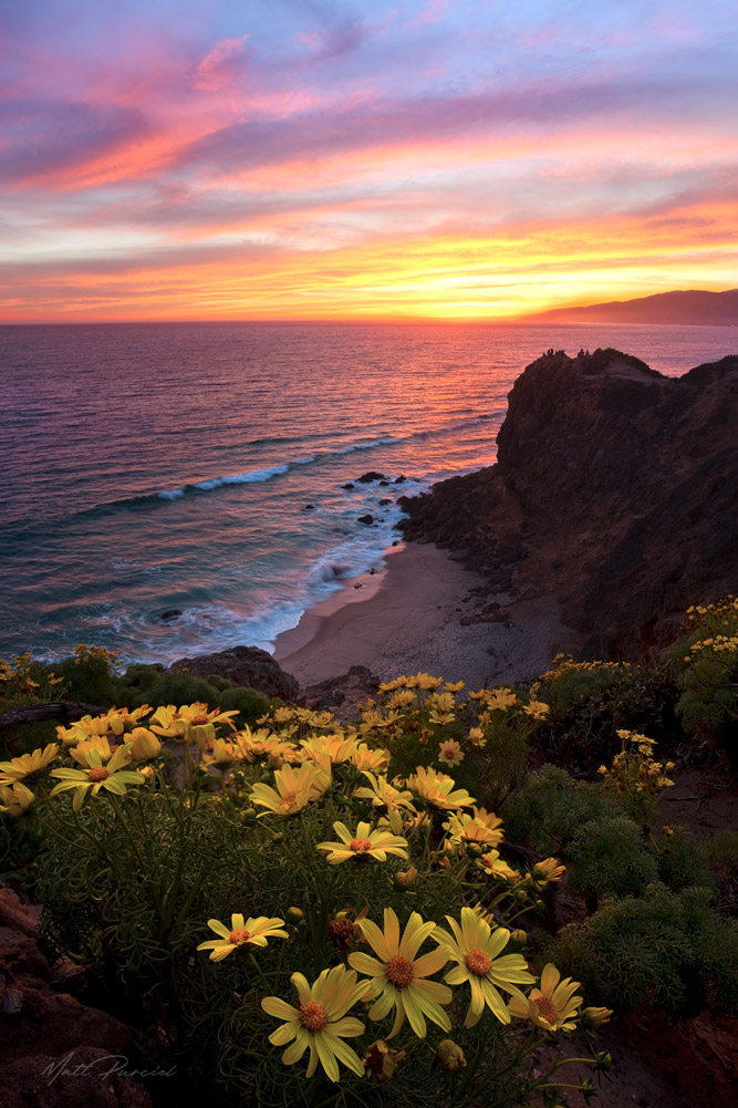 Malibu Sunset � Pastel sky explosion with blooming yellow coreopsis wildflowers and whale sighting in the cove
