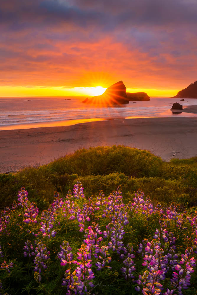 Oregon Coast sunset at Pistol River with dramatic sky and blooming lupine flowers framing the Pacific