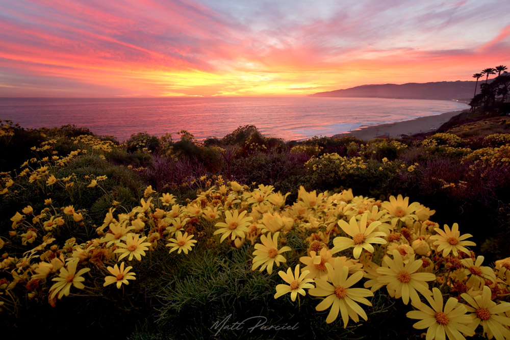 Point Dume sunset in Malibu with blooming yellow coreopsis wildflowers overlooking Zuma Beach and the Pacific coastline