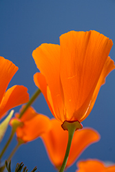 Close-up of vibrant California poppy at Antelope Valley Poppy Reserve 2026