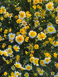 Tidy tips blooming amid Carrizo Plain wildflowers 2026