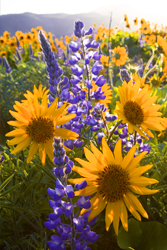 Arrowleaf balsamroot and lupine at Columbia Hills 2026