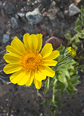 Desert gold wildflower detail in Death Valley superbloom 2026