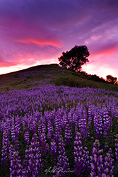 Southern California wildflower conditions: vibrant purple lupine hillside at sunset 2026