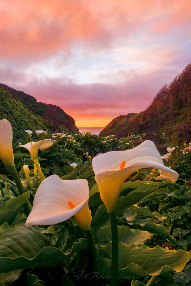 Wildflowers Big Sur � Vibrant coastal wildflowers glowing during sunset in Big Sur